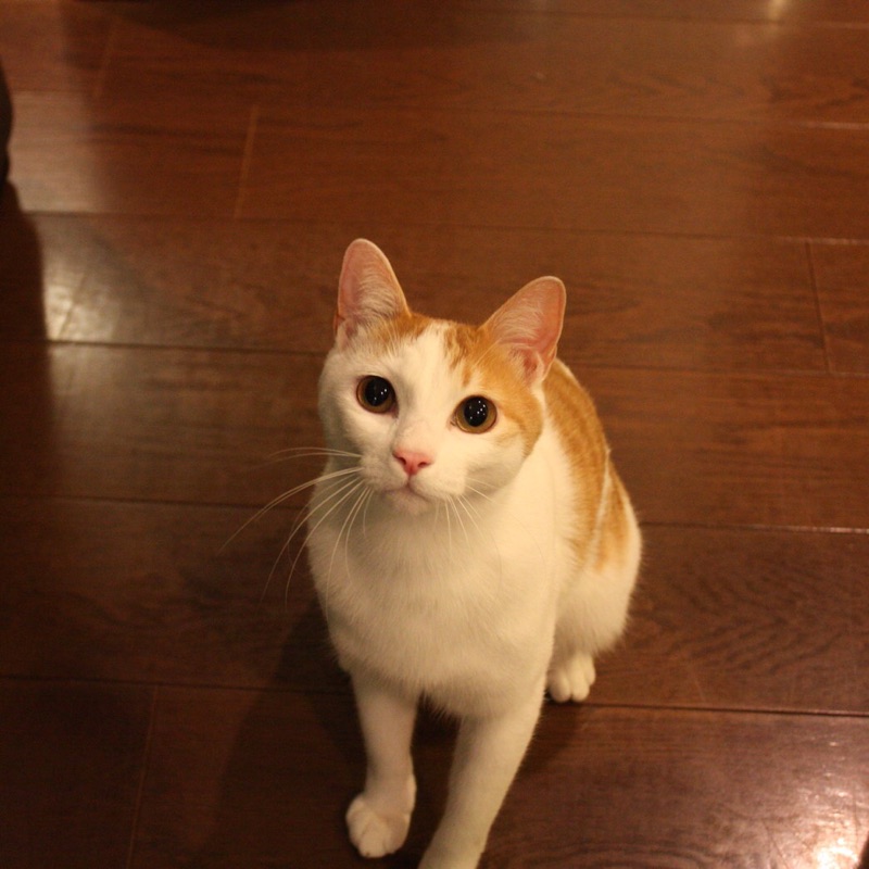 マナビー