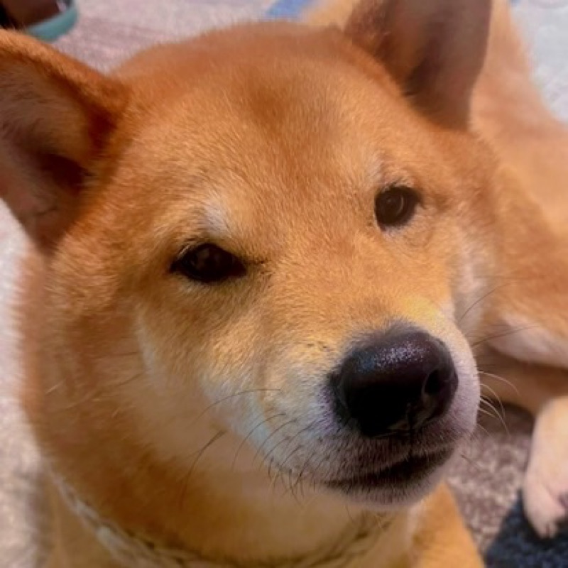 sy