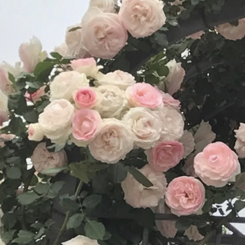 宮前美穂子