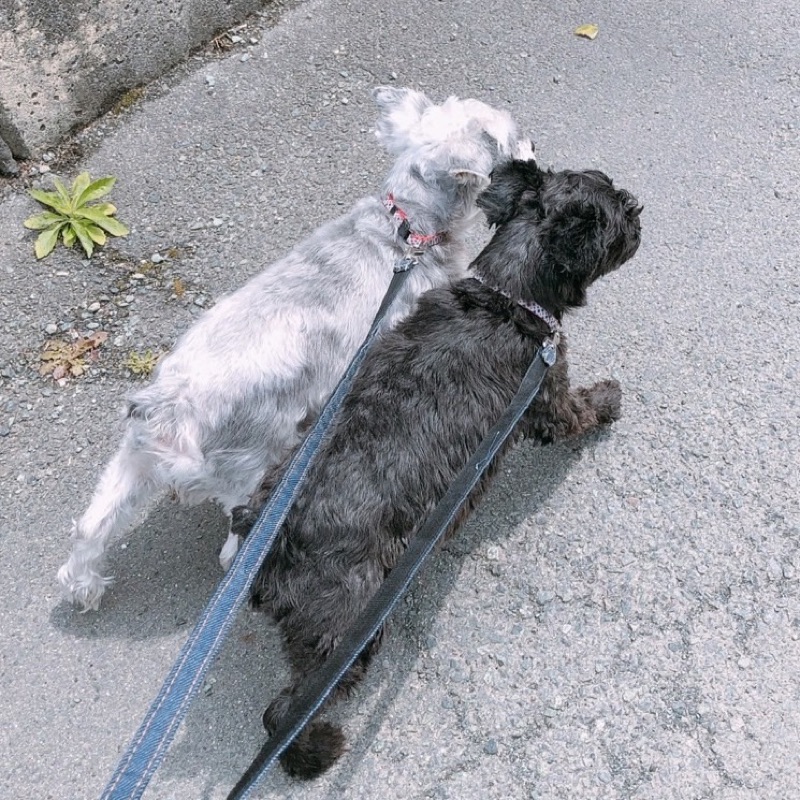 染森　寿代