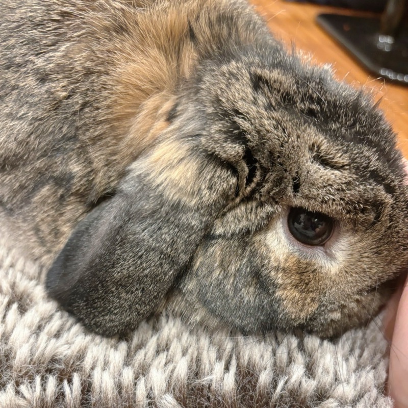 みー