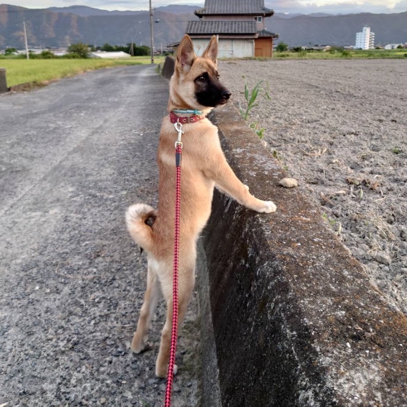 かめまき