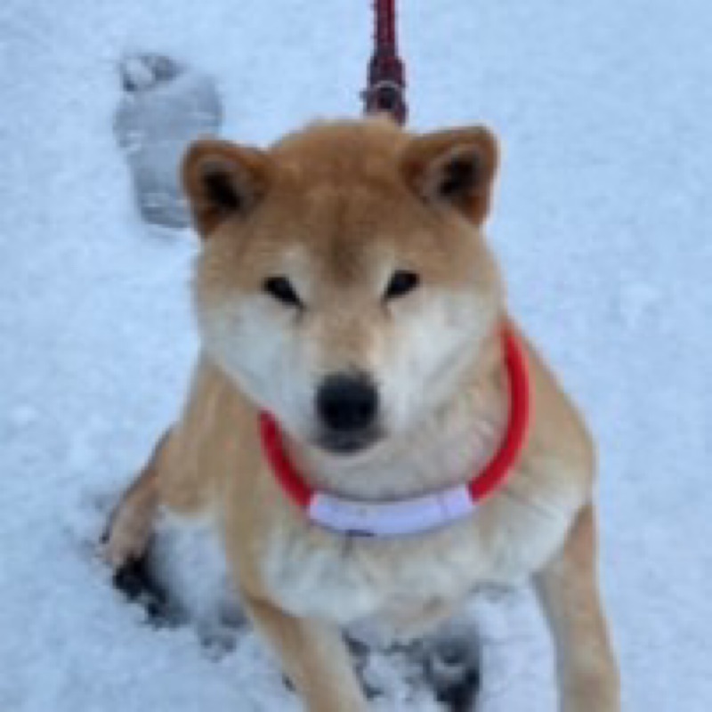 藤井　紀子