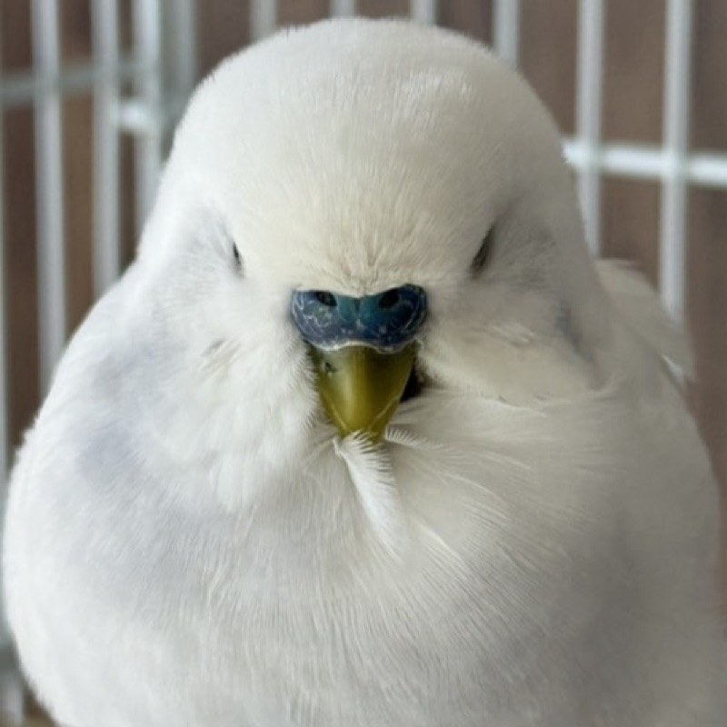 しろすけ