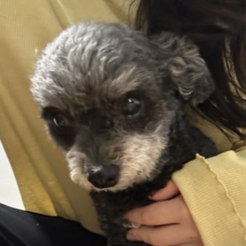 みほ