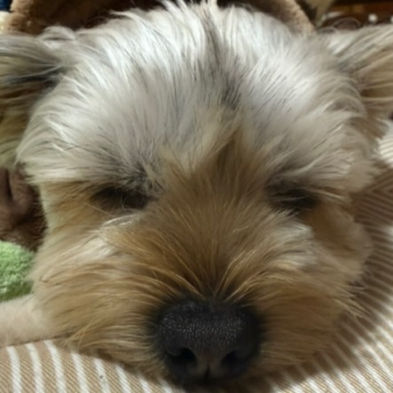 yuki