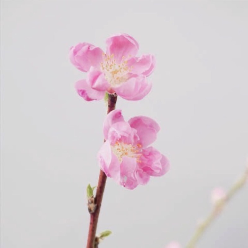 メイコ