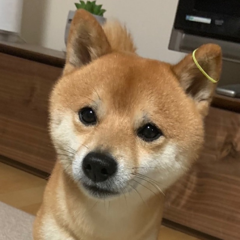 ここママ