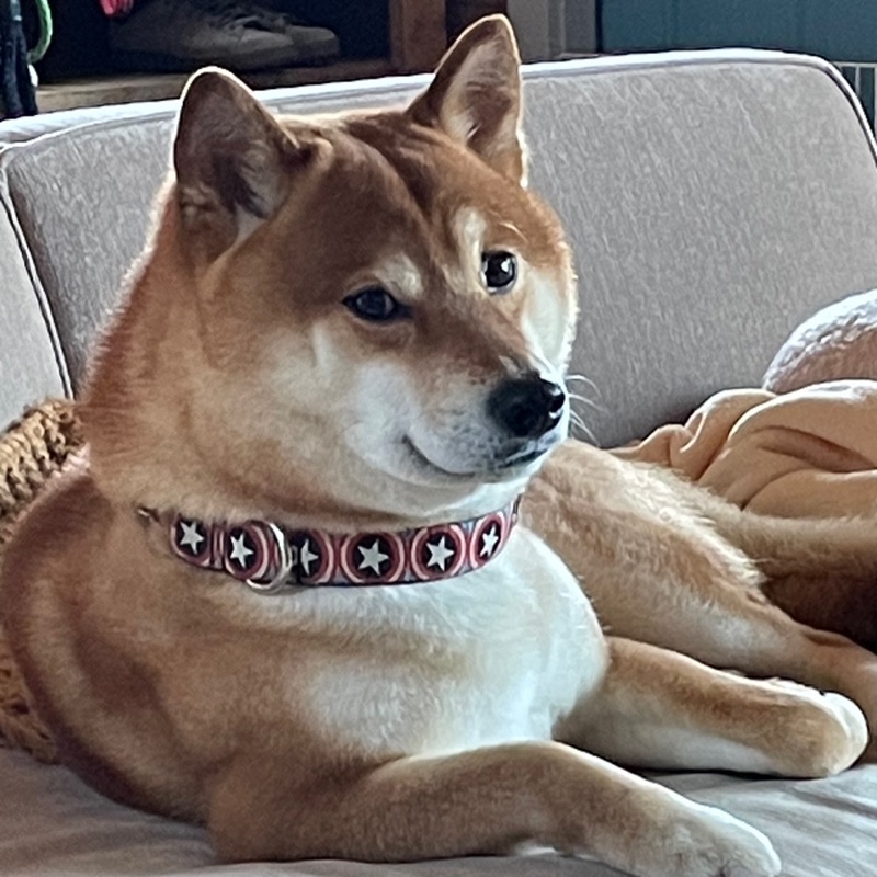 柴山犬子