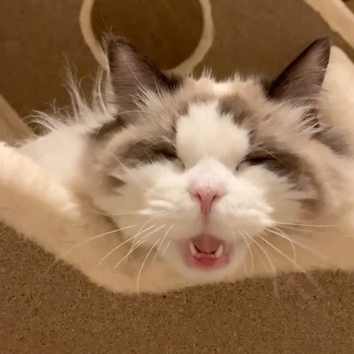 みれい