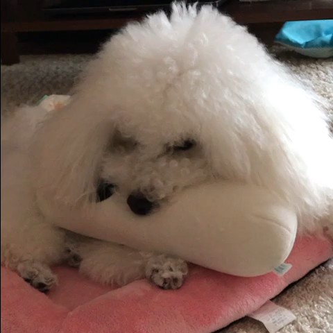 あいか