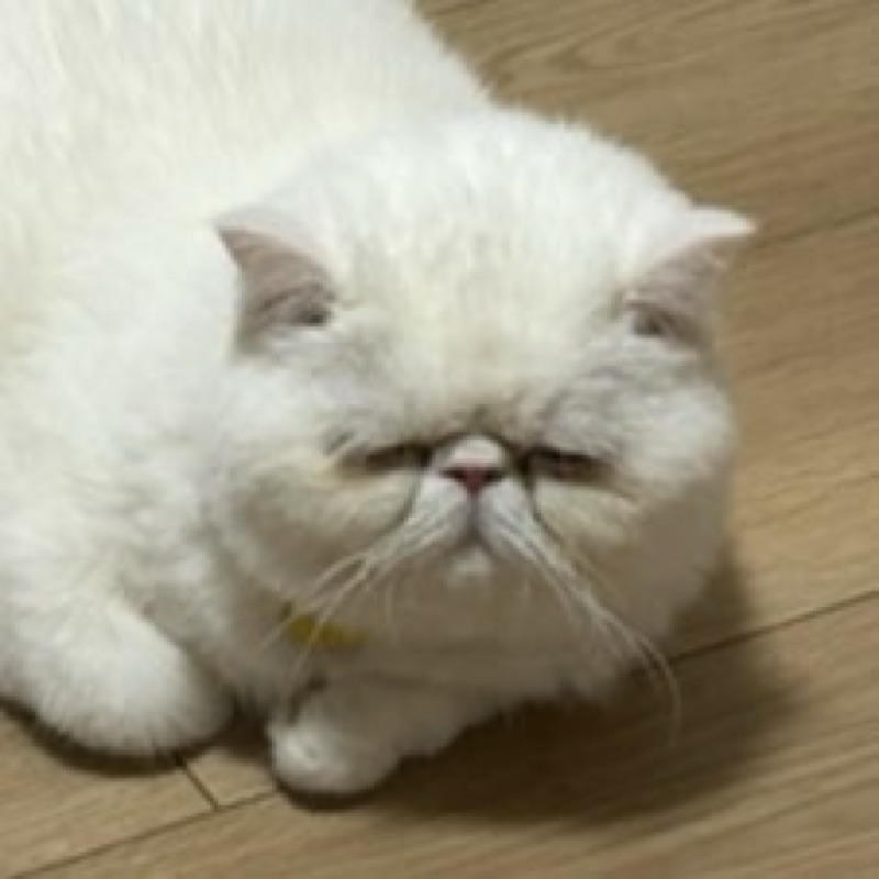 ねこ