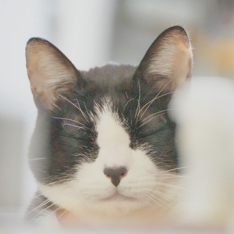 やました