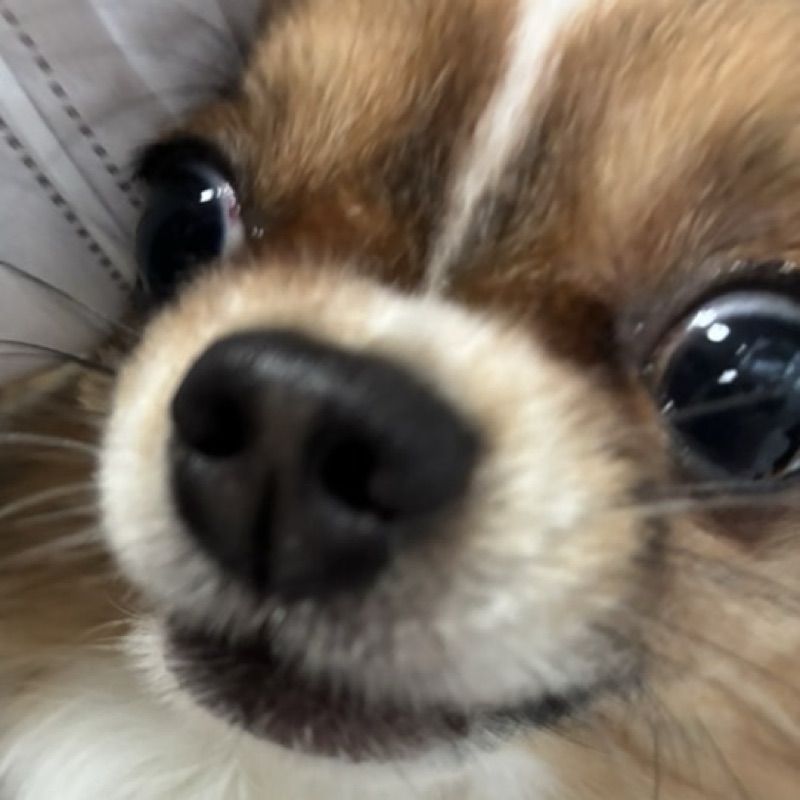 水木楓