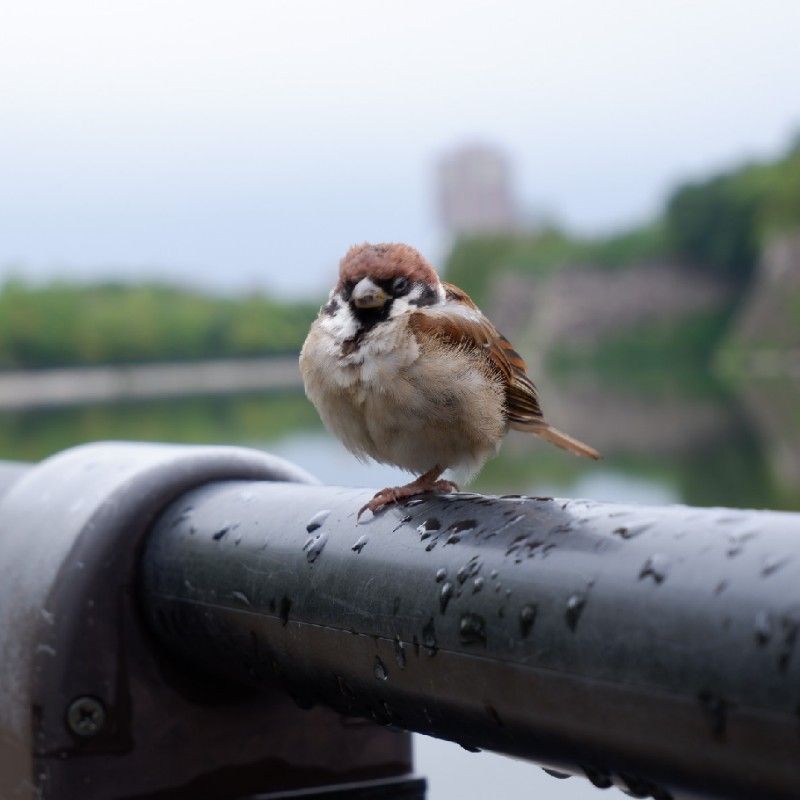 小林
