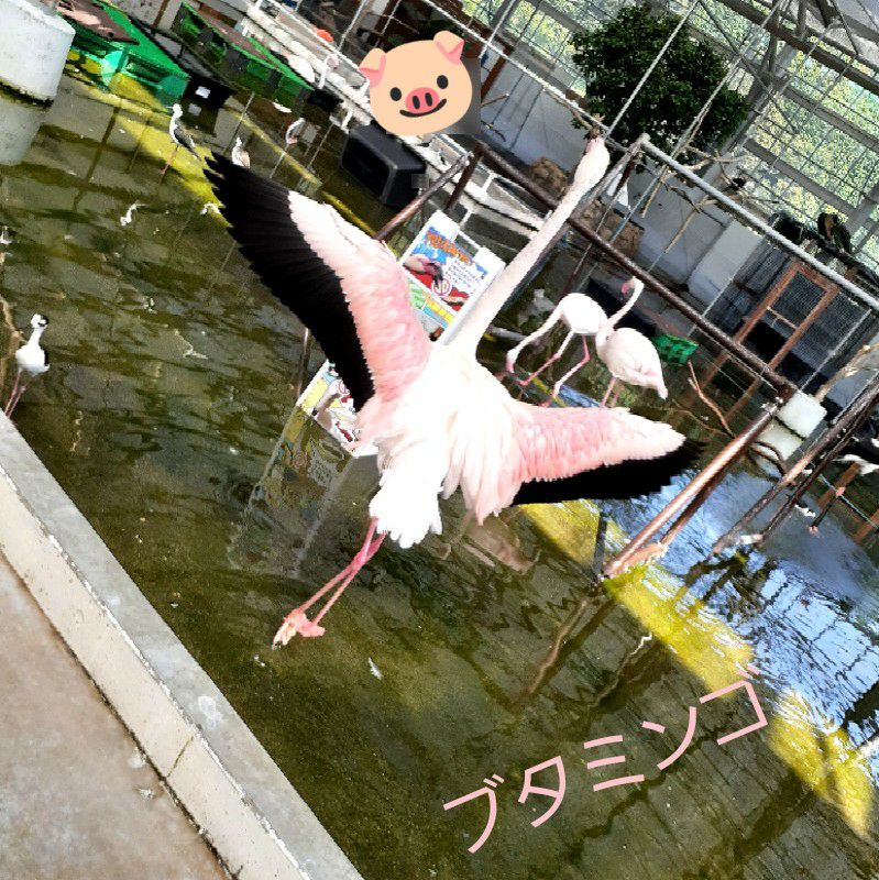 サヤ