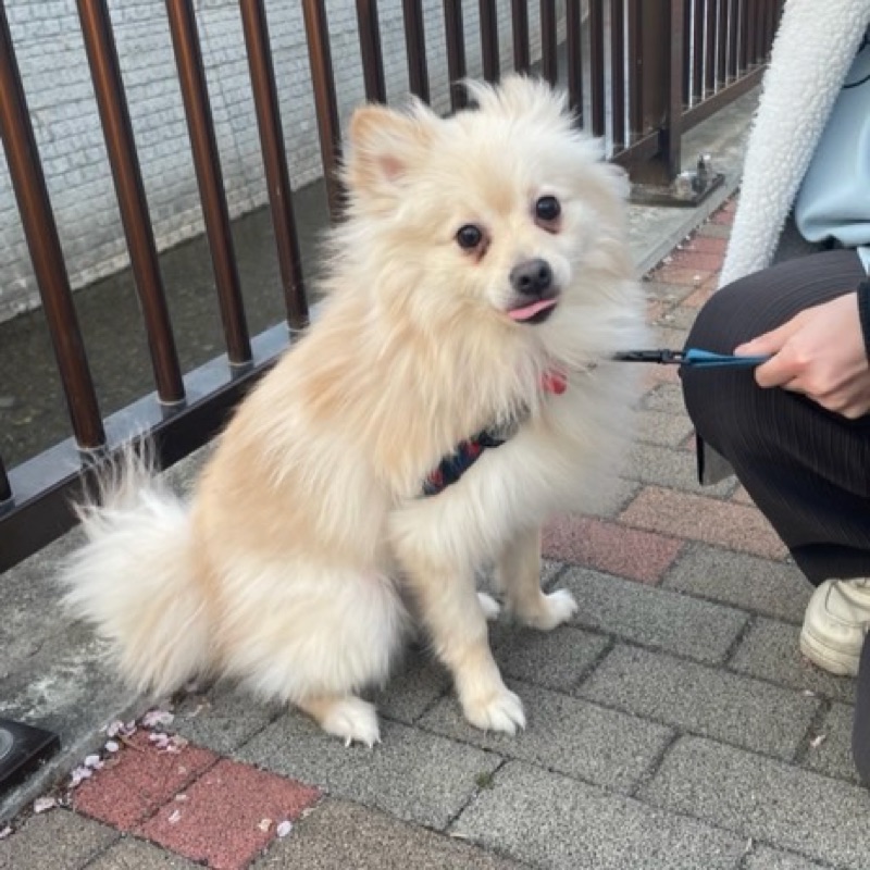 さやか