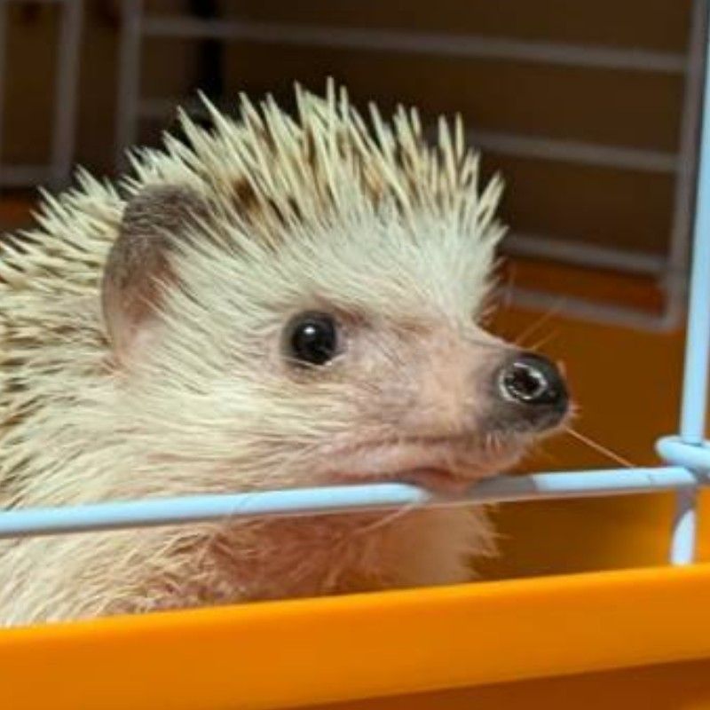 も
