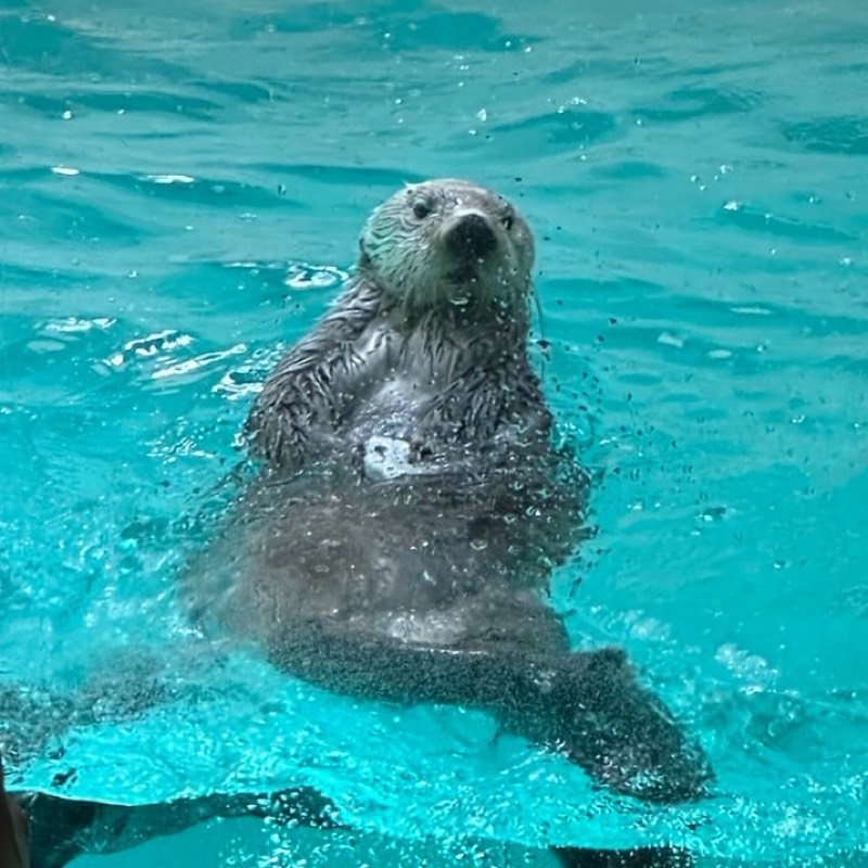 のしん