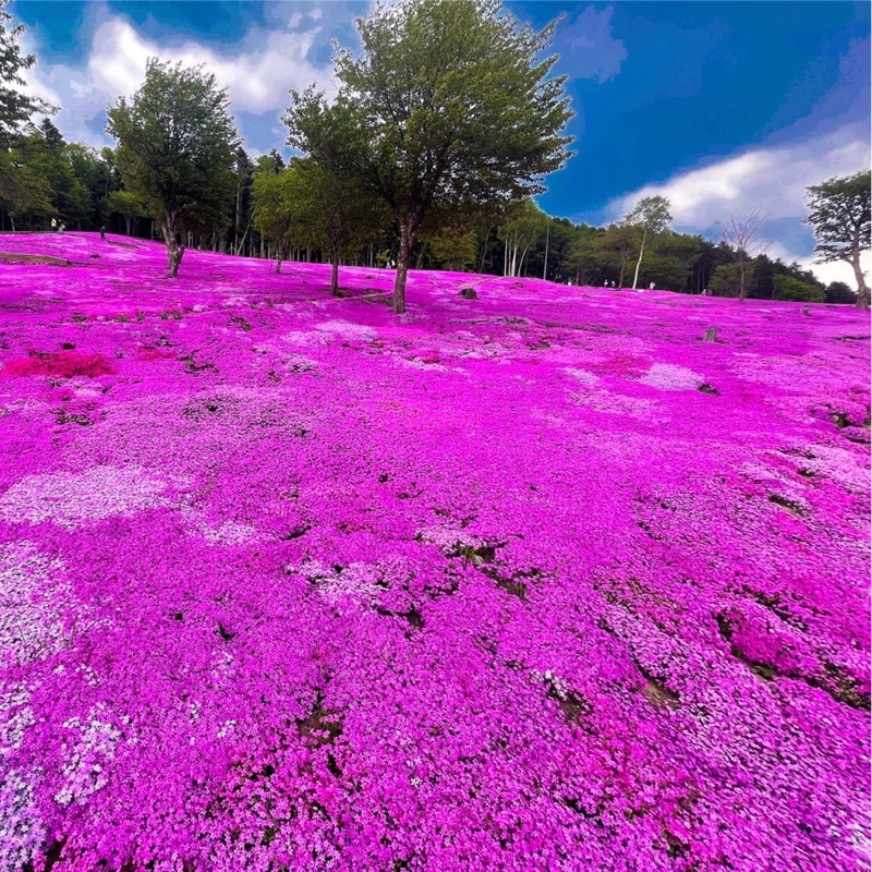 成田　麻衣