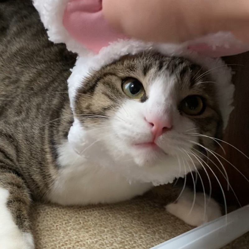 舛屋かおり
