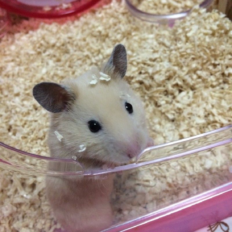 澤井紀代