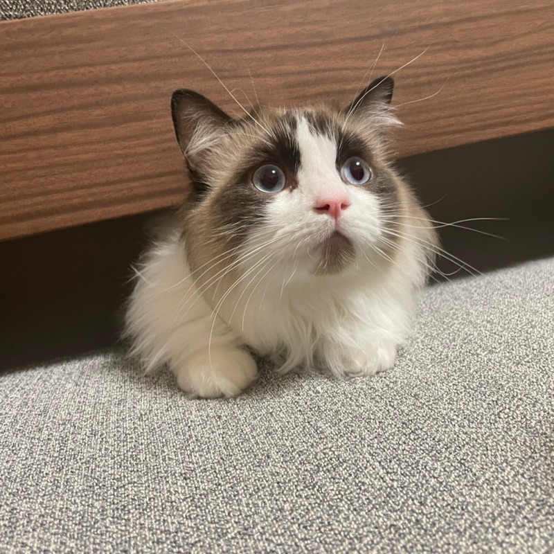 たぅ