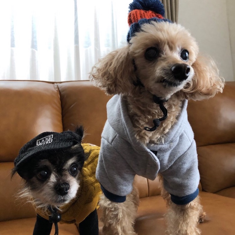 ピピ