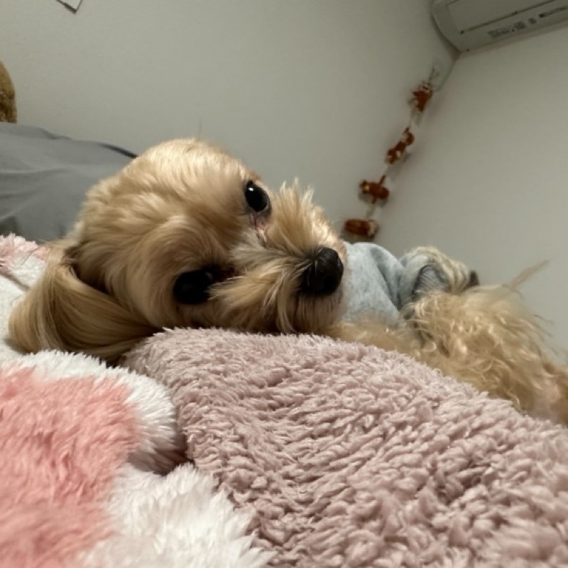Ma