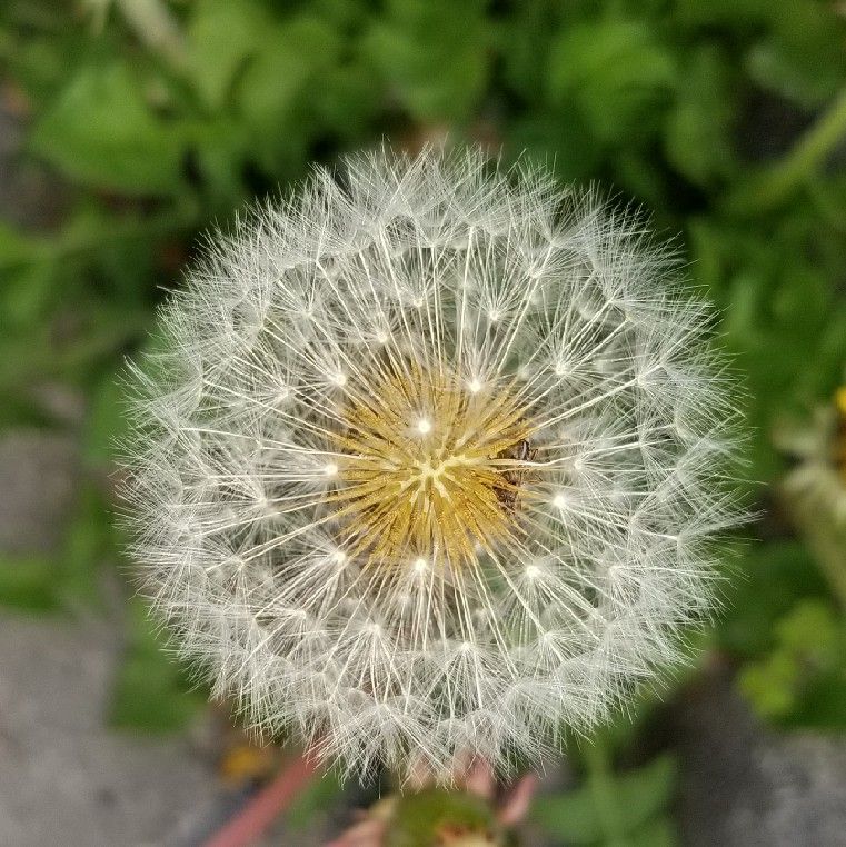紀納厚子