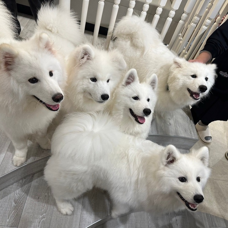 あやか