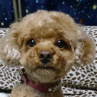 中村あゆみ