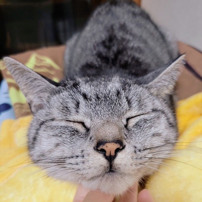 tama