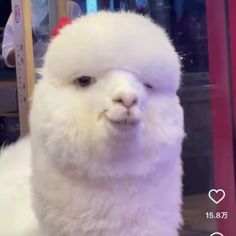 ﾅｶ