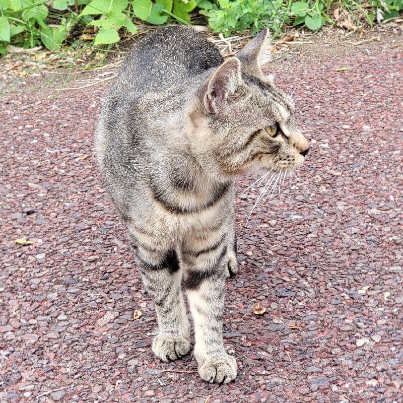 らっしー