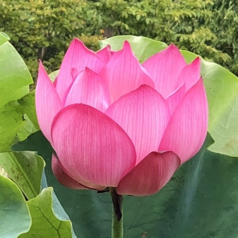 河村