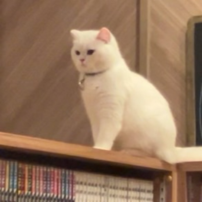 木村俊太