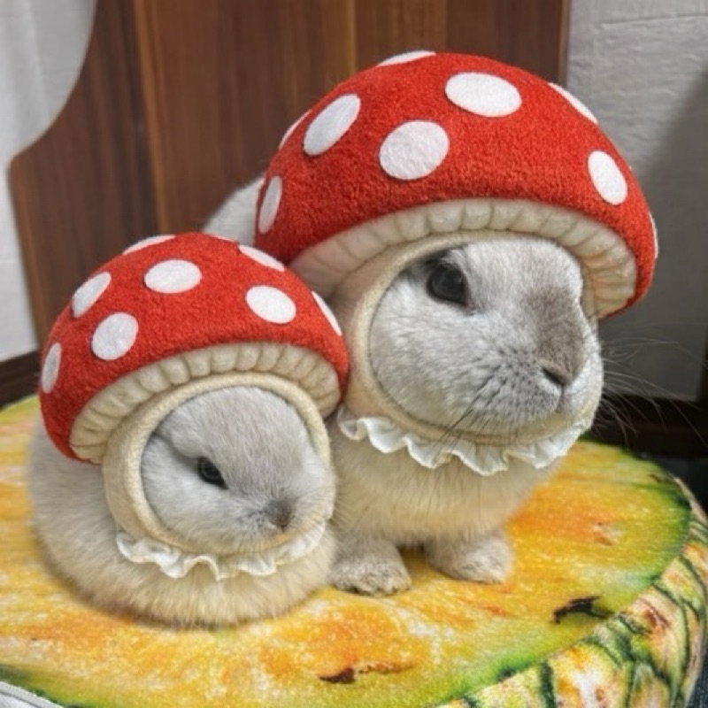 ぺこぺこ