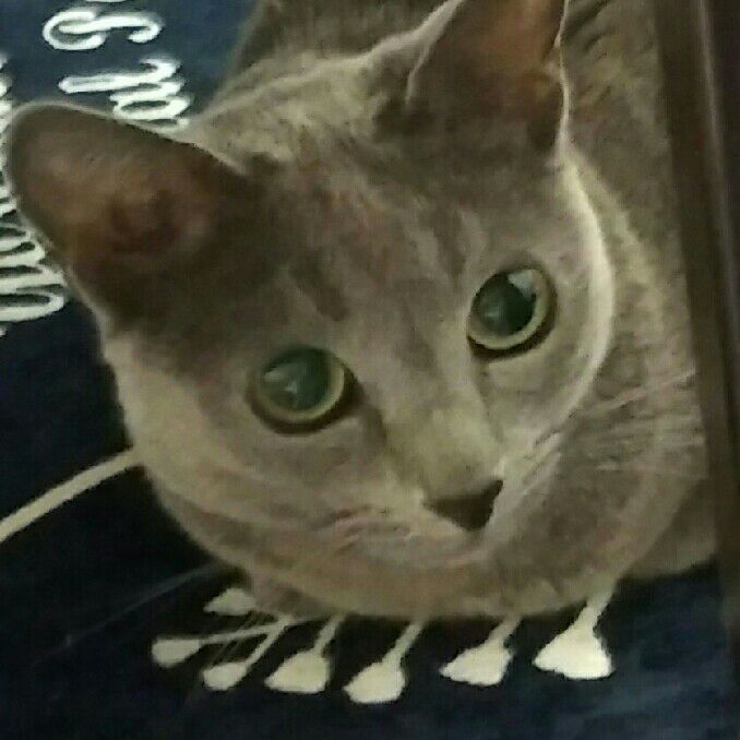 森田　みち代