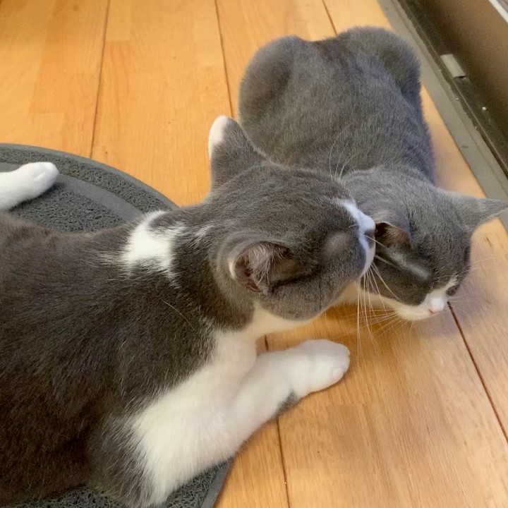 メル