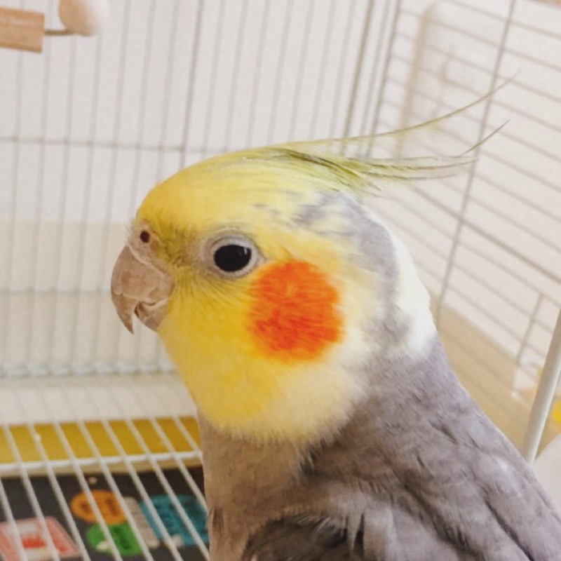 ひか
