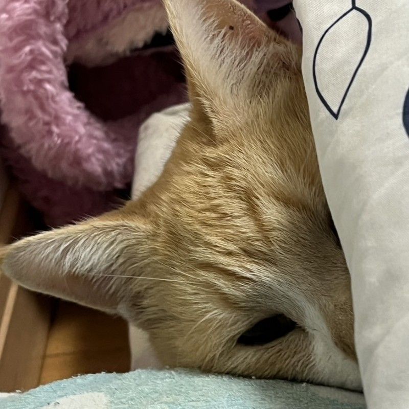 久保田幸子