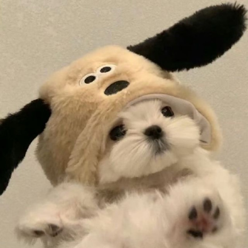安井 響