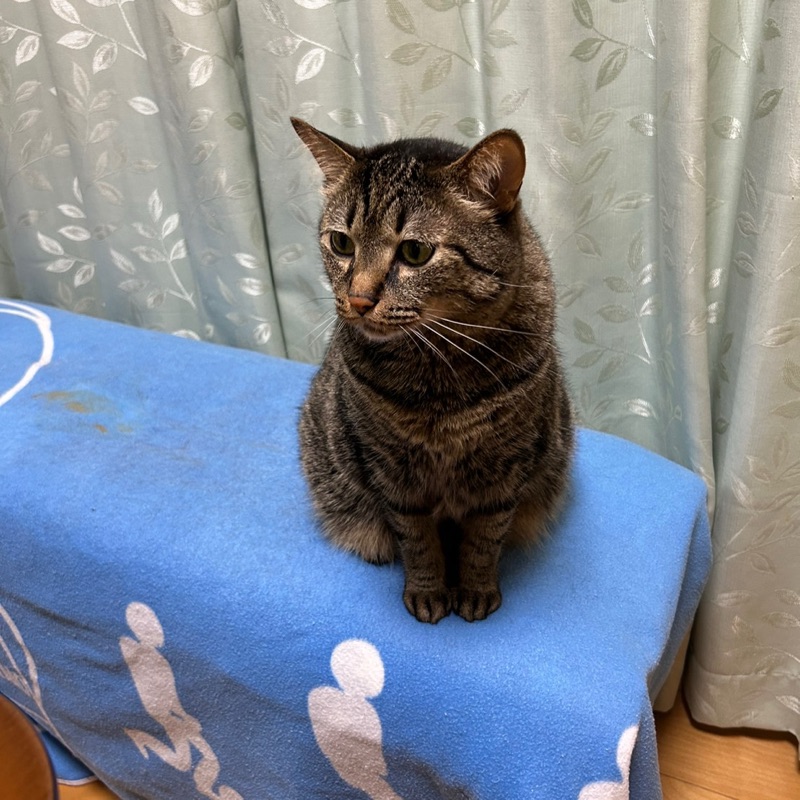 村野千布美