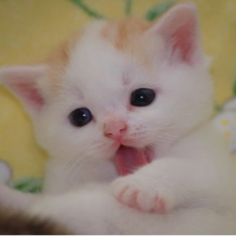 おもち
