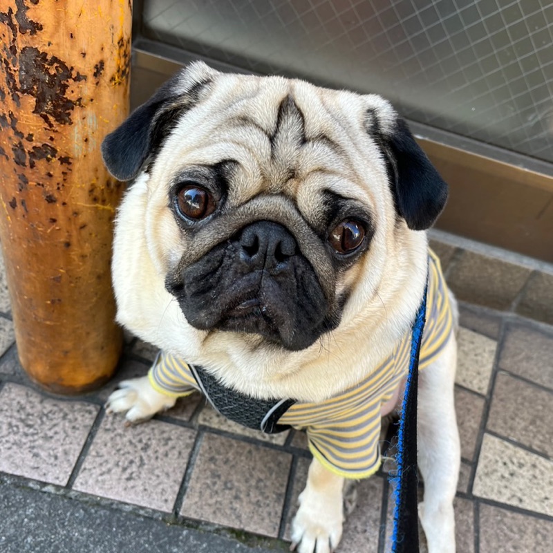 プリン