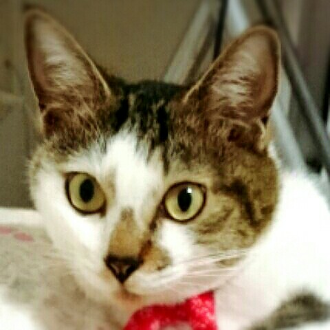 さくらみんと