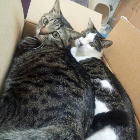 八木澤咲良