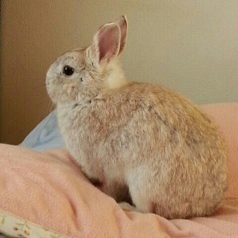 ちゃいん
