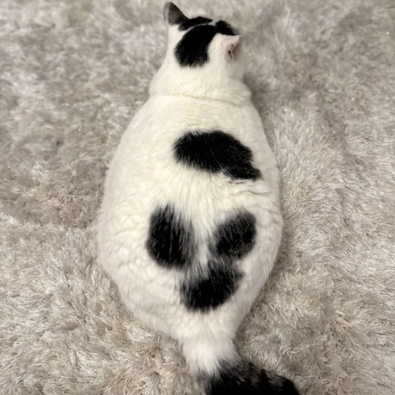 酒井葉月